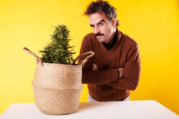 Man Moustache Stares Cannabis Plant Yellow Background — Stock Fotó