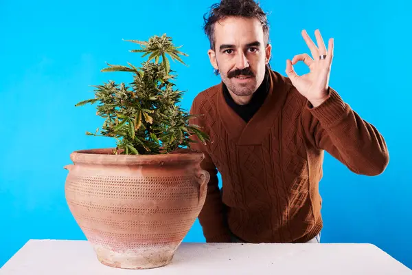 Young Man Doing Next Cannabis Plant Blue Background — Stock Fotó