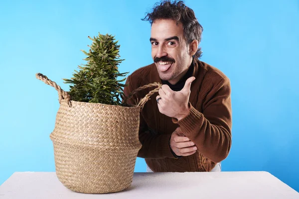 Young Adult Giving Thumbs Next Marijuana Plant Blue Background — Stock Fotó