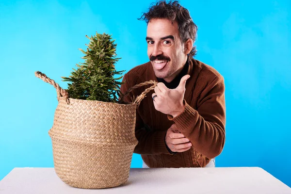 A young adult giving a thumbs up next to a marijuana plant with blue background