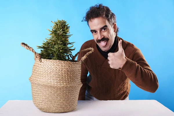 Young Adult Giving Thumbs Next Marijuana Plant Blue Background — Stock Fotó