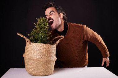 Siyah bir geçmişi olan marihuana bitkisini ısıran bir çocuk.