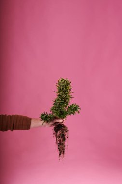 Pembe arka planda kökleri olan marihuana bitkisini tutan bir el.