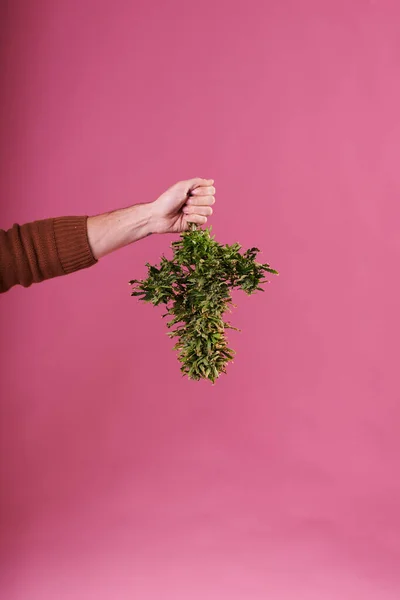 Mano Hombre Sosteniendo Una Planta Cannabis Cortada Sobre Fondo Rosa —  Fotos de Stock
