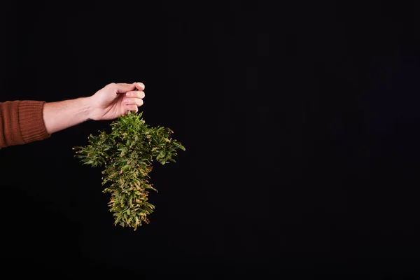 Man Hand Holding Cut Cannabis Plant Black Background — Stock Photo, Image