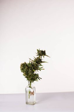 Beyaz arka planda vazoda bir buket marihuana.
