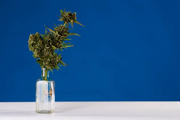 Bouquet Marijuana Vase Blue Background — Foto Stock