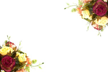 Beyaz güzel güller