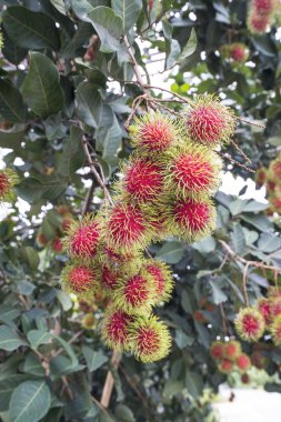 taze rambutans