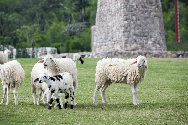 Séta a füvön juh állomány — Stock Fotó