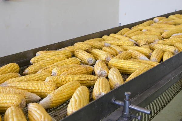 Maíz fresco en la correa de transmisión en fábrica —  Fotos de Stock