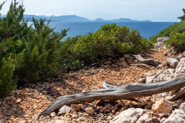 Yunanistan 'da açık mavi bir günde yeşil Yunan adası uçurumunda ardıç kökleriyle Rocky yürüyüş yolu. Manzaralı seyahat yeri. Lefkada Adası.
