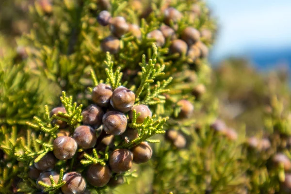 Verde Juniperus Excelsa Con Bayas Enebro Griego Árbol Siempreverde Vibrante —  Fotos de Stock