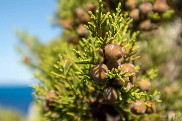 Bayas Juniperus Excelsa Verde Enebro Griego Rama Árbol Siempreverde Vibrante —  Fotos de Stock