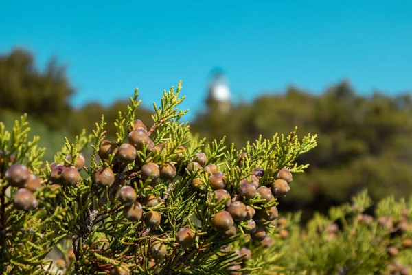 Verde Juniperus Excelsa Bagas Grego Zimbro Evergreen Árvore Ramo Pele — Fotografia de Stock