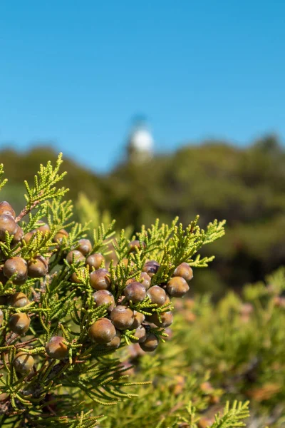 산딸기를 곁들인 Juniperus Excelsa 그리스어 Juniper Evergreen Tree 가지털 그리스 — 스톡 사진