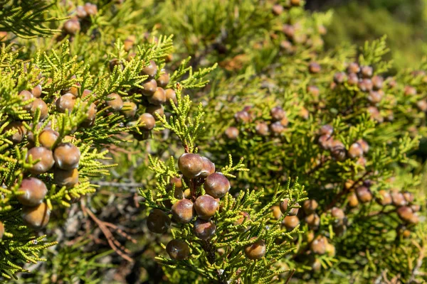 Green Juniperus Excelsa Сухими Ягодами Грецький Яєчник Вічнозелене Дерево Гілля — стокове фото