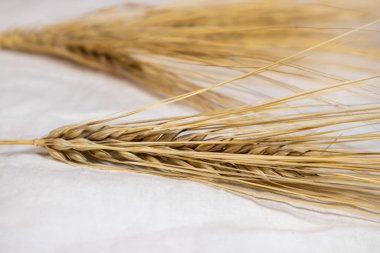 Altın kuru buğday kamışları, beyaz kumaş arkaplanda çekirdekler yakın plan. Tarım tahılları, ekinler, yaz tarlalarından hasat