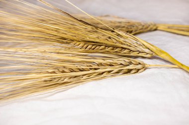 Beyaz bez üzerinde altın kuru buğday pipetleri. Spikelets 'e yakın çekim. Tarım tahılları, ekinler, yaz tarlalarından hasat