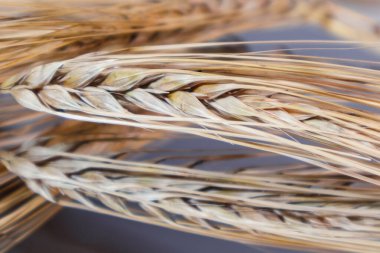 Altın rengi kuru buğday kamışları, aynanın arka planına yakın planda, güzel bir yansımayla sivri uçlu çubuklar yerleştirir. Tarım tahılları, ekinler, ekinler, dikenler, yaz hasadı zamanı.