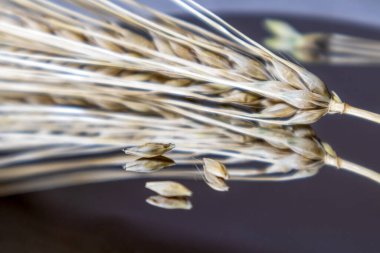 Altın rengi kuru buğday çubukları, aynadaki cam üzerinde yansımalı ve bulanık arkaplanlı tohumlarla dikenlidir. Tarım tahılları ekinler, yaz hasat zamanı.