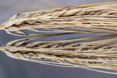 Altın kuru buğday kamışları aynanın arka planına yakın planda yansıyarak sivri uçlu çubuklar oluşturur. Tarım tohumları çekirdekler, yaz hasadı