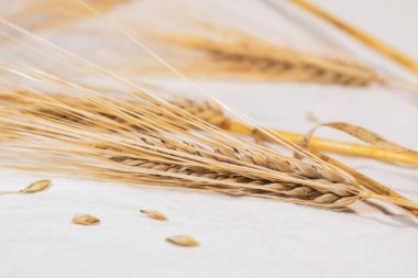 Altın sarısı kuru buğday, arka planda bulanık olan beyaz kumaştan kulaklar diker. Tarım ekinleri, tohum artıkları, yaz tarlalarından hasat.