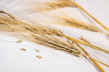 Altın buğday, arka planda bulanık olan beyaz örtüde kulaklar diker. Tarım tahıl taneleri, yaz tarlalarından hasat