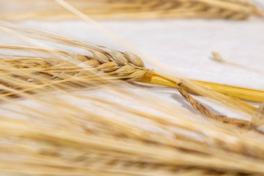 Beyaz bez üzerinde altın kuru buğday kamışları yakın plan. Tarım tahılları ekinler, ekinler, yaz tarlalarından hasat