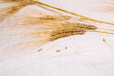 Altın buğday dikeni kulakları beyaz örtüde bulanıklaştırır. Tarım tohumları, yakın plan, yaz tarlalarından hasat.