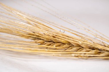 Altın kuru buğday, kulakları su damlacıklarıyla kaplar. Beyaz arka planda yansıması olan. Tarım tahılları, ekinler, ekinler, dikenler, yaz hasadı zamanı.