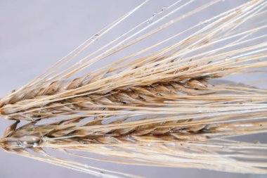 Altın kuru buğday kamışları aynanın arka planında yansıma ve su damlacıklarıyla yakın plan çekilir. Tarım ekinleri çekirdekler, yaz hasatı