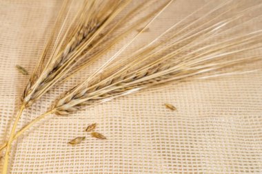 Altın buğday, arka plandaki çuval bezinde kulakları dikleştirir. Tarım ekinleri, tohumlar, dikenler, yaz tarlalarından hasat.