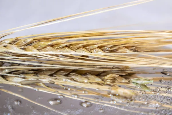 Altın kuru buğday kamışları aynanın arka planında yansıma ve su damlacıklarıyla yakın planda dikleşir. Tarım ekinleri çekirdekler, yaz hasatı
