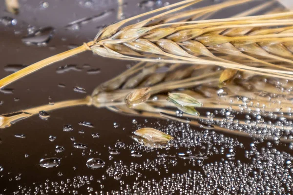 Gold wet wheat straws spikes close-up on glass surface with reflection and water droplet. Agriculture crops seeds, summer harvest