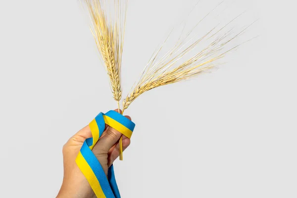 Elinde altın sarısı buğday kamışları, sarı ve mavi dallar, Ukrayna ulusal bayrağı renkleri, gri arka planda kurdele. Yaz tarlasından tarım hasat kılıfı