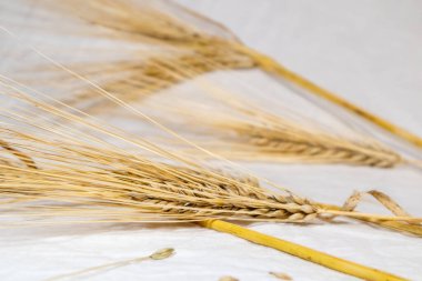 Altın kuru buğday, arka planda beyaz bez üzerinde saman kamışı kulakları kaplar. Tarım tahılları, çekirdekler, ekinler, yaz tarlalarından hasat.