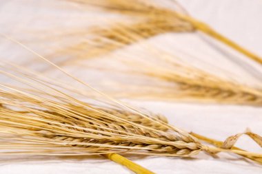 Altın buğday, arka planda beyaz bez üzerinde dikenler oluşturur. Tarım çekirdekleri tohum dikenleri, yaz tarlalarından hasat