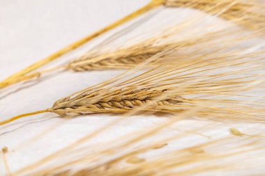 Altın sarısı kuru buğday kamışları, yakın plan beyaz örtüdeki sivri kulakları dikleştirir. Tarım tahılları, ekinler, çekirdekler, çiviler, yaz tarlalarından hasat.