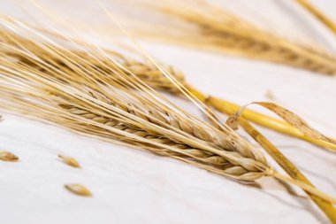 Beyaz bez üzerinde altın kuru buğday kamışları yakın plan bulanık arka plan. Tarım ekinleri, tohumlar, dikenler, yaz tarlalarından hasat.