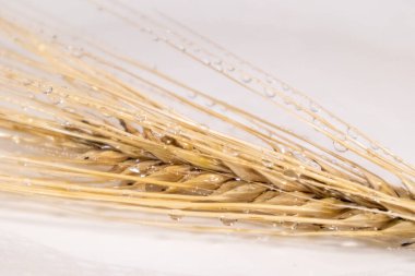 Altın kuru buğday, kulakları suyla kaplayan saman çöpü gibi beyaz arka planda yansıtılır. Tarım ekinleri tohumlar dikenler, yaz hasadı zamanı.