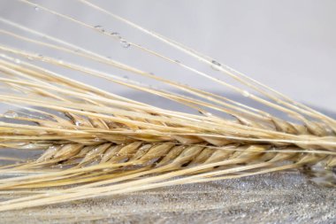 Altın buğday kamışları, cam zemin yüzeyine yansıma ve su damlacıklarıyla yakın plan dikenler çizer. Tarım tohumları, yaz hasadı