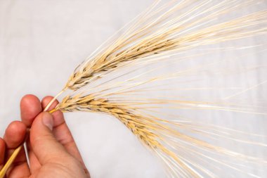 Altın sarısı kuru buğday kamışları beyaz kumaş arka planda yakın plan dikenleri tutuyor. Tarım tohumları, yaz tarlalarından hasat.