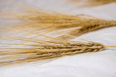 Altın kuru buğday taneleri ve yakın plan beyaz kumaş üzerinde pipetler. Tarım tahılları, ekinler, yaz tarlalarından hasat