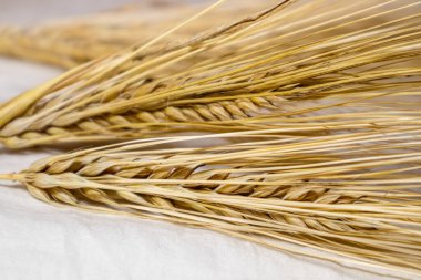 Beyaz bez üzerinde altın kuru buğday kamışları yakın plan. Tarım tahılları ekinler, ekinler, yaz tarlalarından hasat