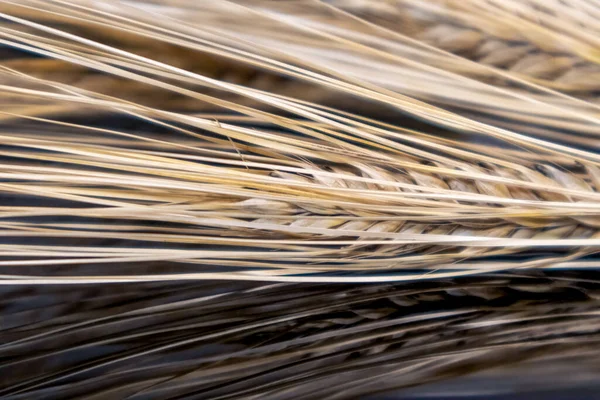 Gold dry wheat straws spikes close-up on black mirror with reflection. Agriculture cereals crops seeds, summer harvest time