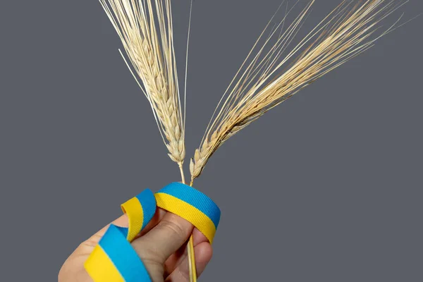Рука Тримає Золоті Шипи Пшениці Жовтим Синім Кольори Українського Національного — стокове фото