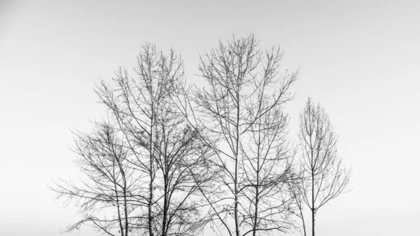 Branches Arbres Sans Feuilles Sur Fond Clair Dans Style Noir — Photo