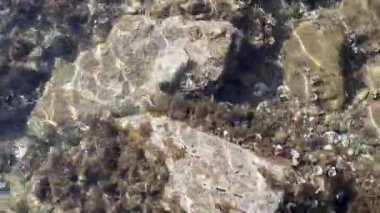 Suyun ötesine bak. Yunanistan 'daki temiz Ege deniz suyunda güneş ışığı ve deniz yosunu olan su altı kayaları. Vahşi deniz doğası