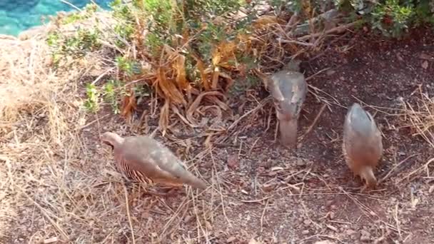 Perdiz Chukar Alectoris Chukar Pássaro Caminhando Alimentando Penhasco Grécia Perto — Vídeo de Stock